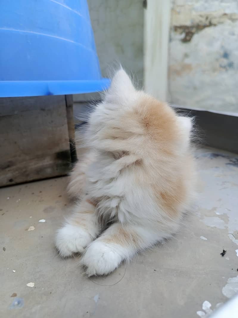 persian 4