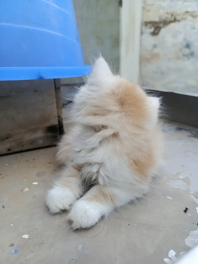 persian — photo 5