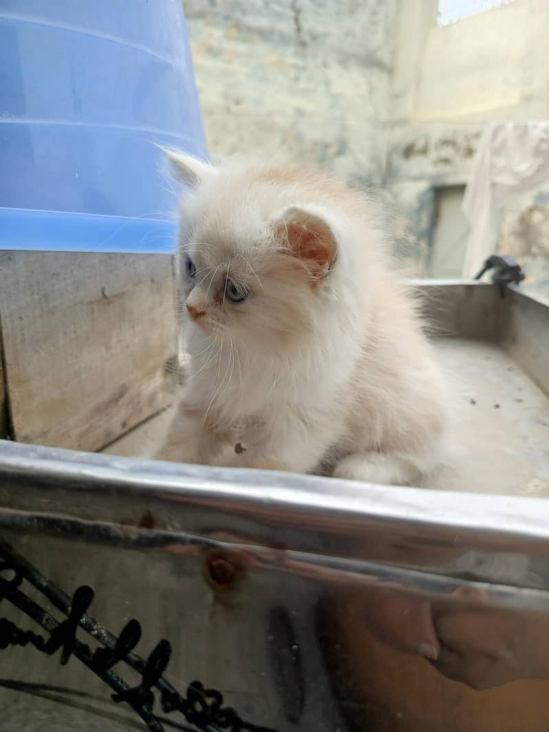 persian 6
