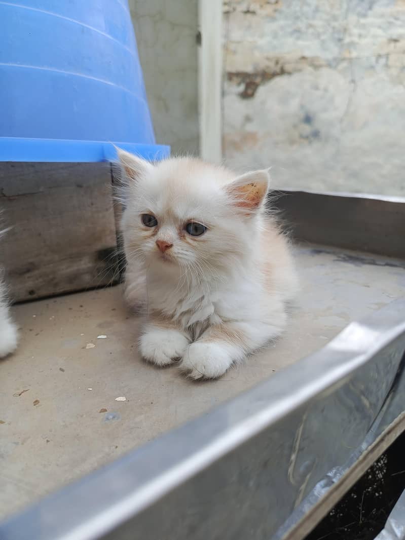 persian 7