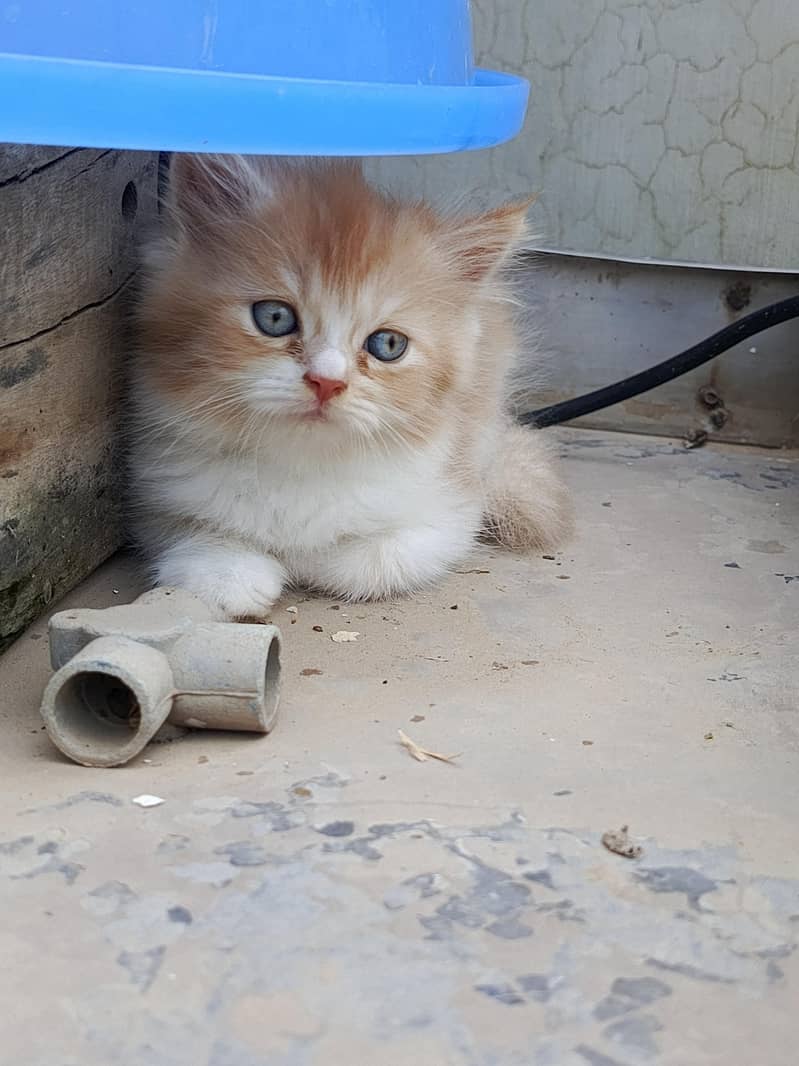persian 8