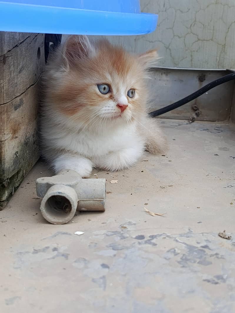 persian 9