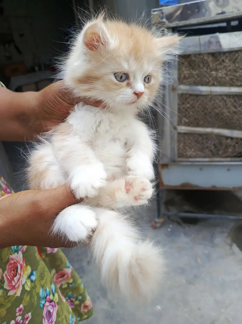 persian — photo 11