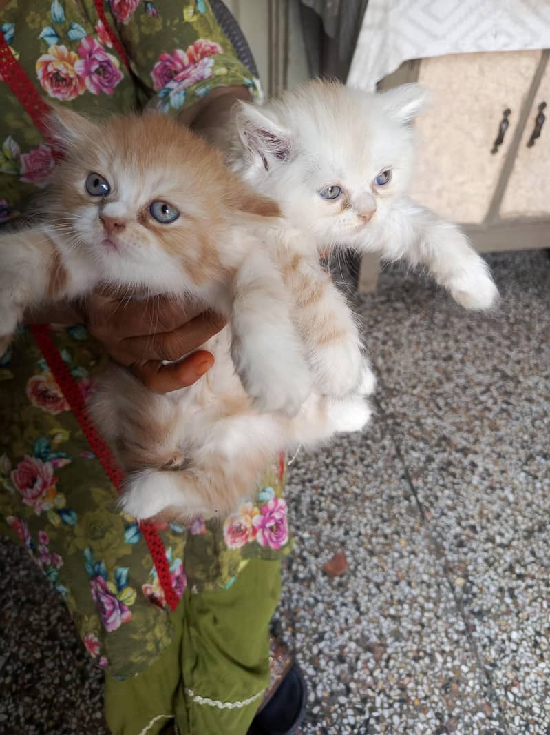 persian 11