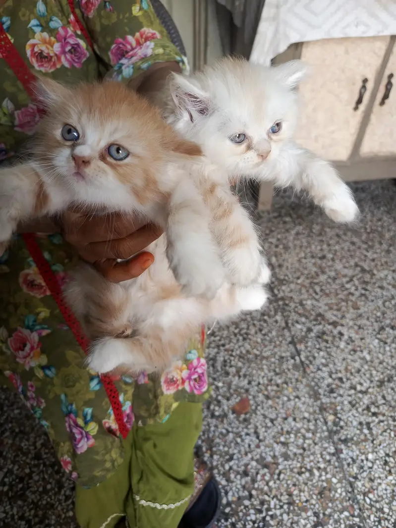 persian — photo 12