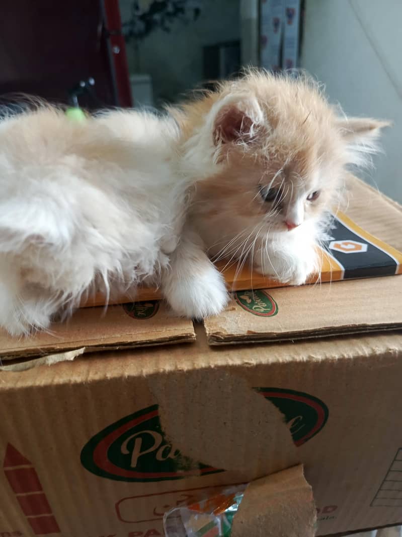 persian 13