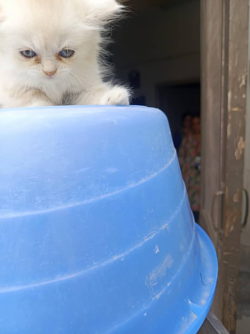 persian 14