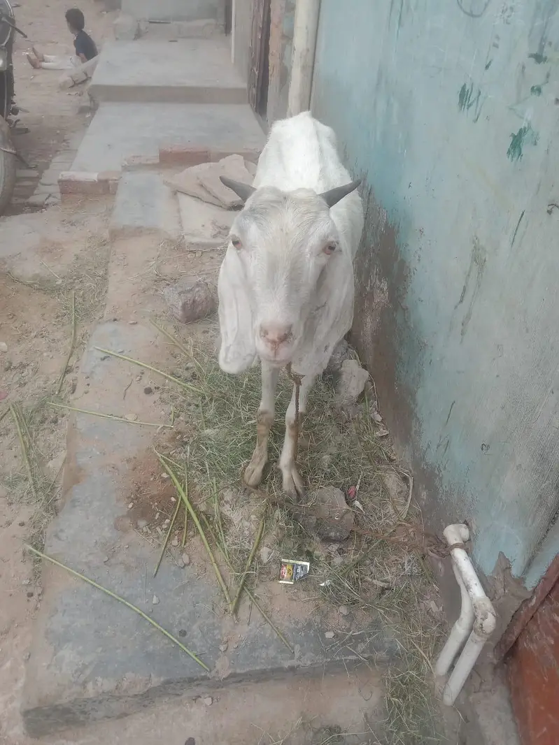 03702863323 Whatsapp pe msg kre — photo 2