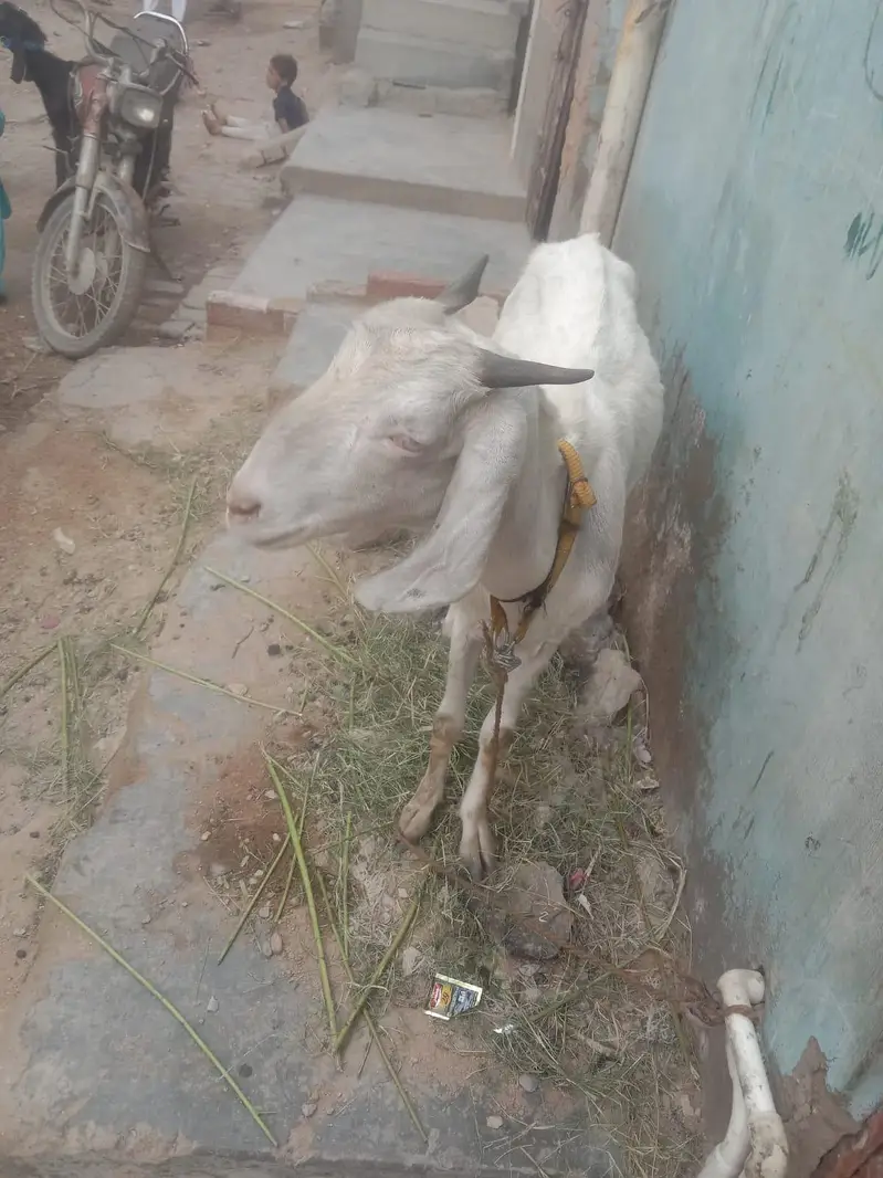 03702863323 Whatsapp pe msg kre — photo 4