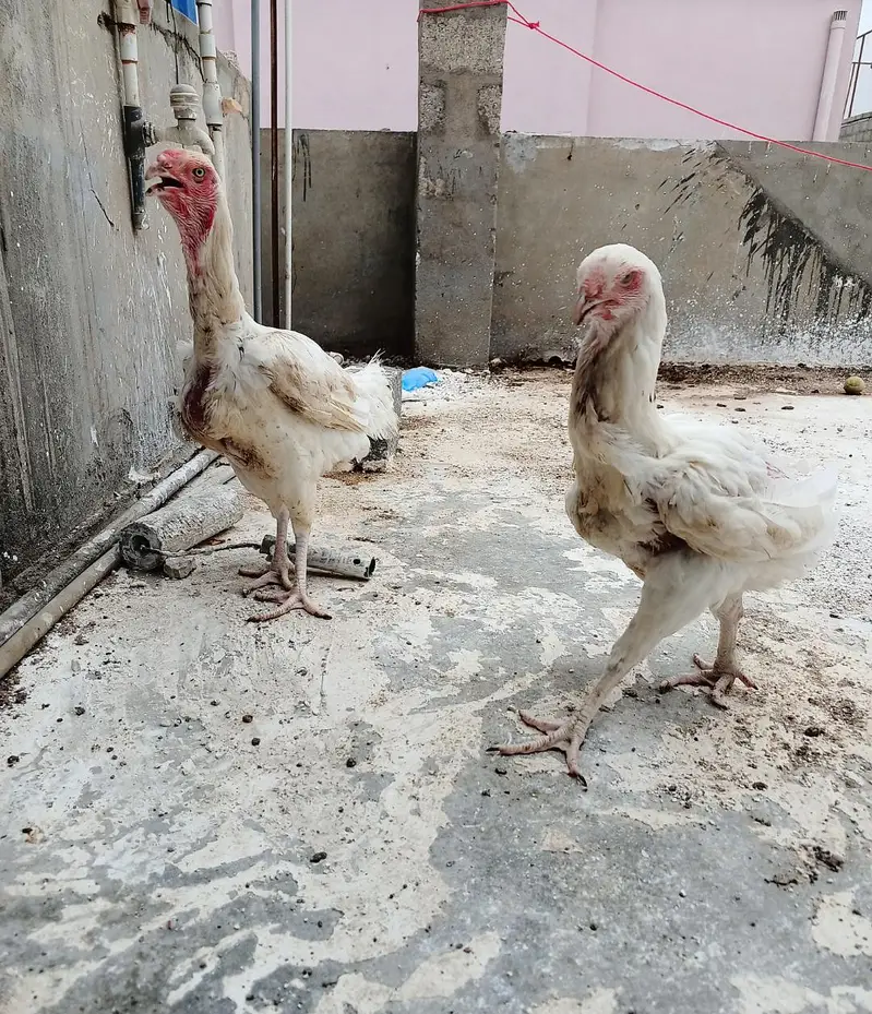 heera aseel hens — photo 2