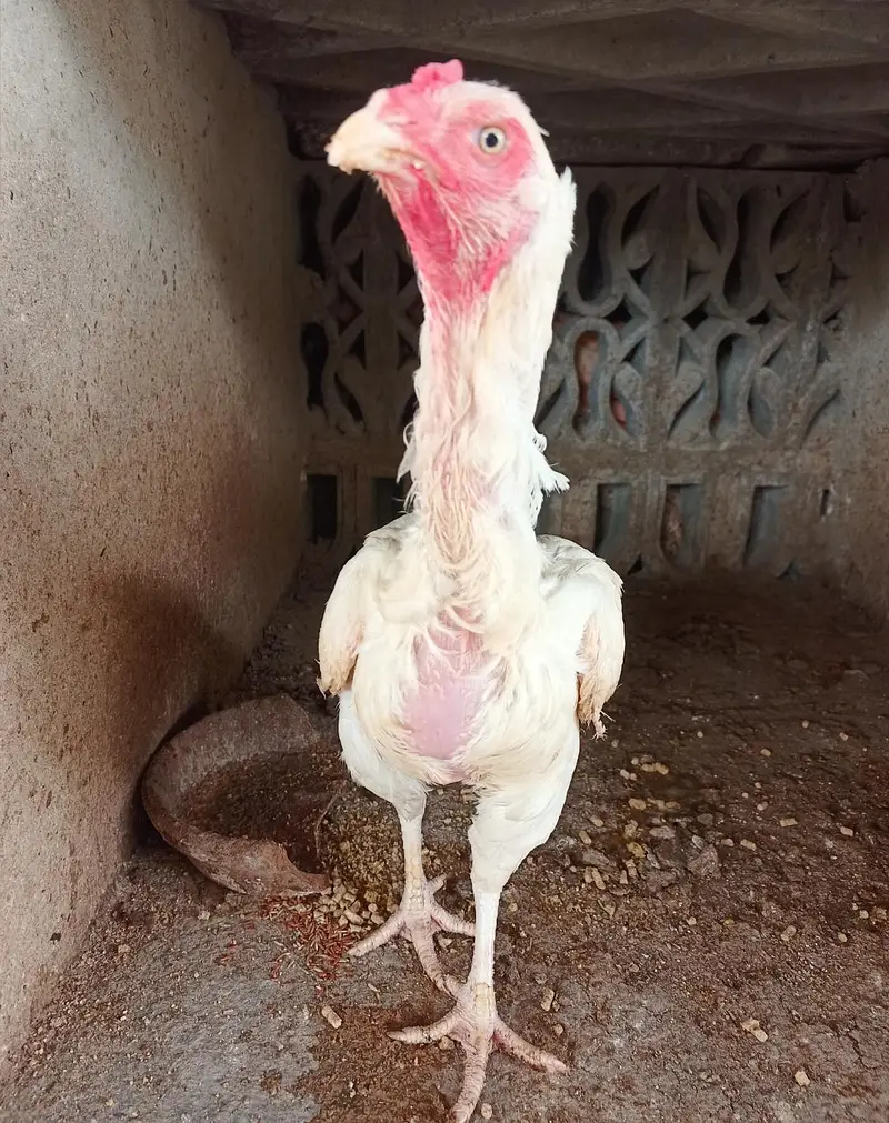 heera aseel hens — photo 3