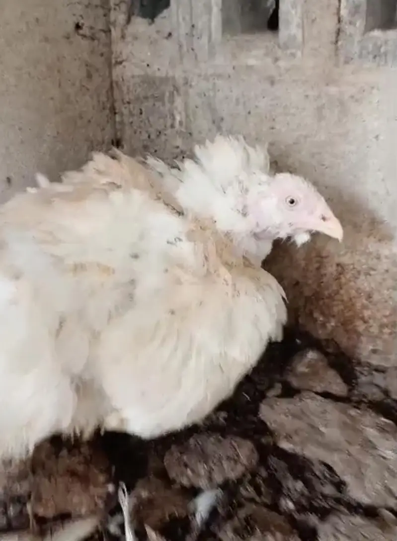 heera aseel hens — photo 4