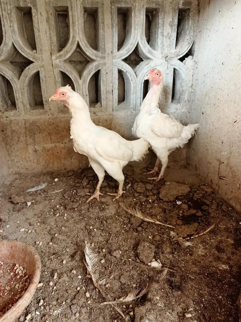 heera aseel hens — photo 5