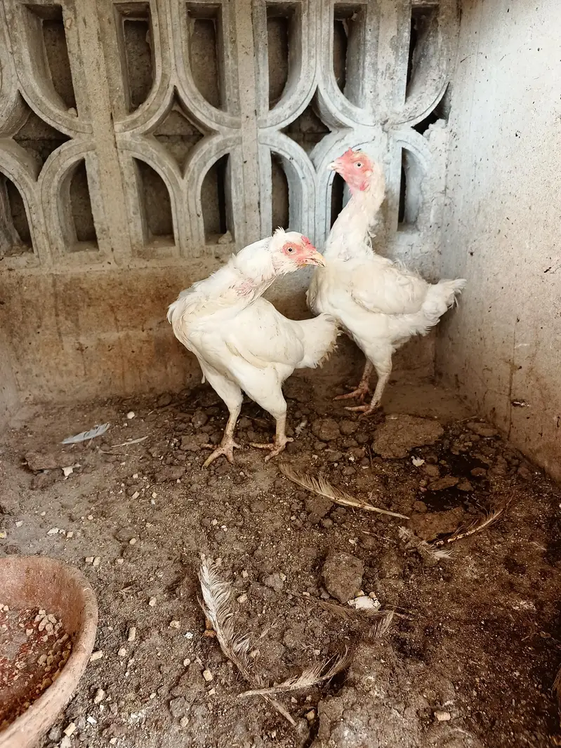 heera aseel hens — photo 6