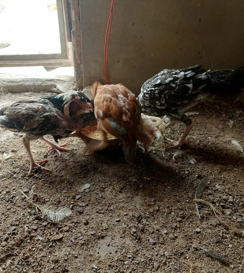 heera aseel hens — photo 7