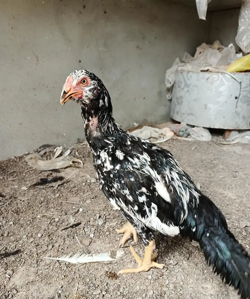 heera aseel hens — photo 8