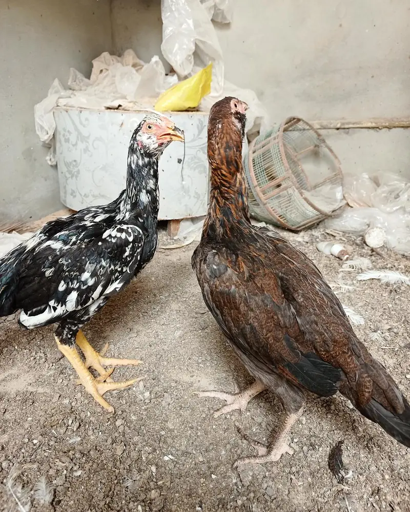 heera aseel hens — photo 9
