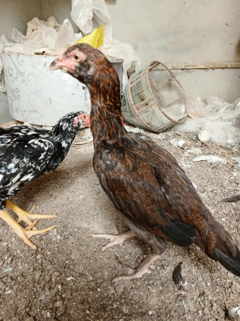 heera aseel hens — photo 10