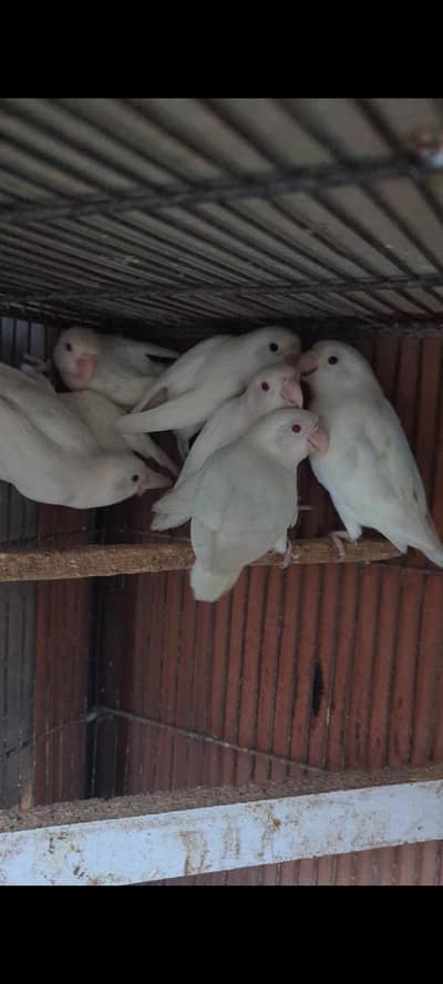 Albino love birds