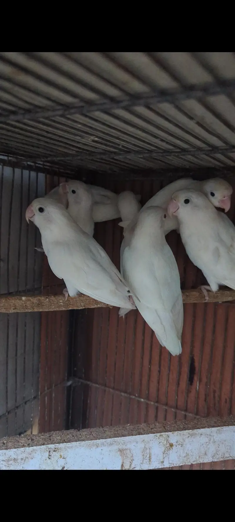 Albino love birds — photo 2