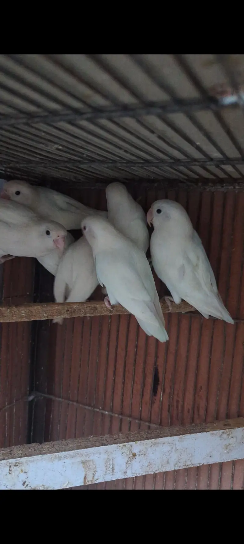 Albino love birds — photo 3