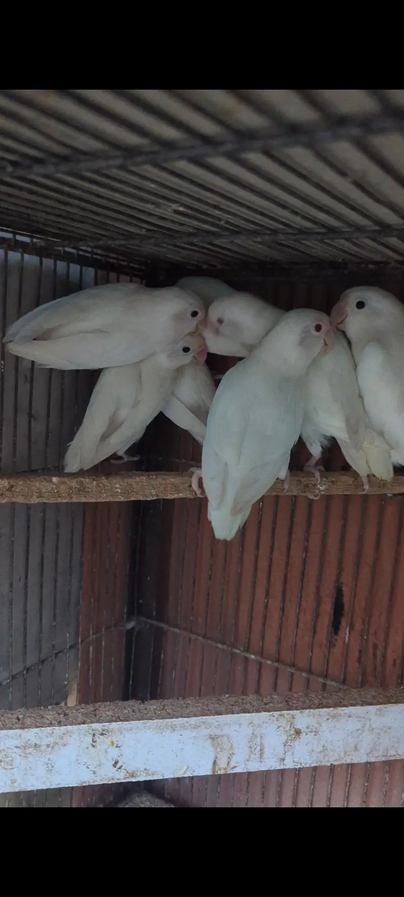 Albino love birds — photo 4