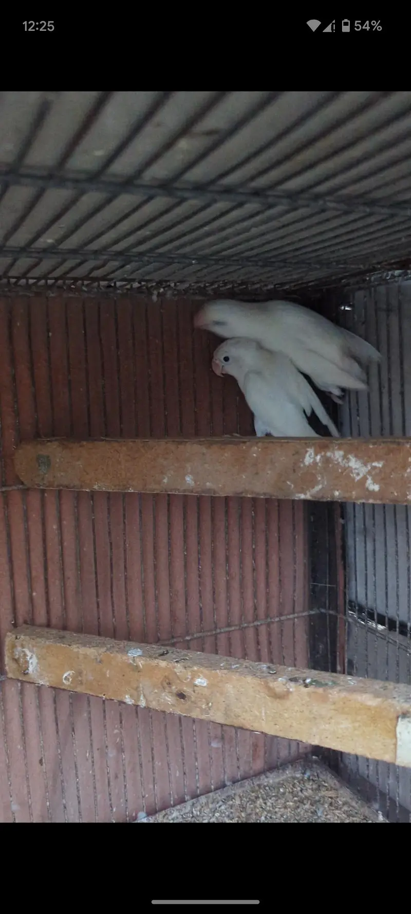 Albino love birds — photo 5