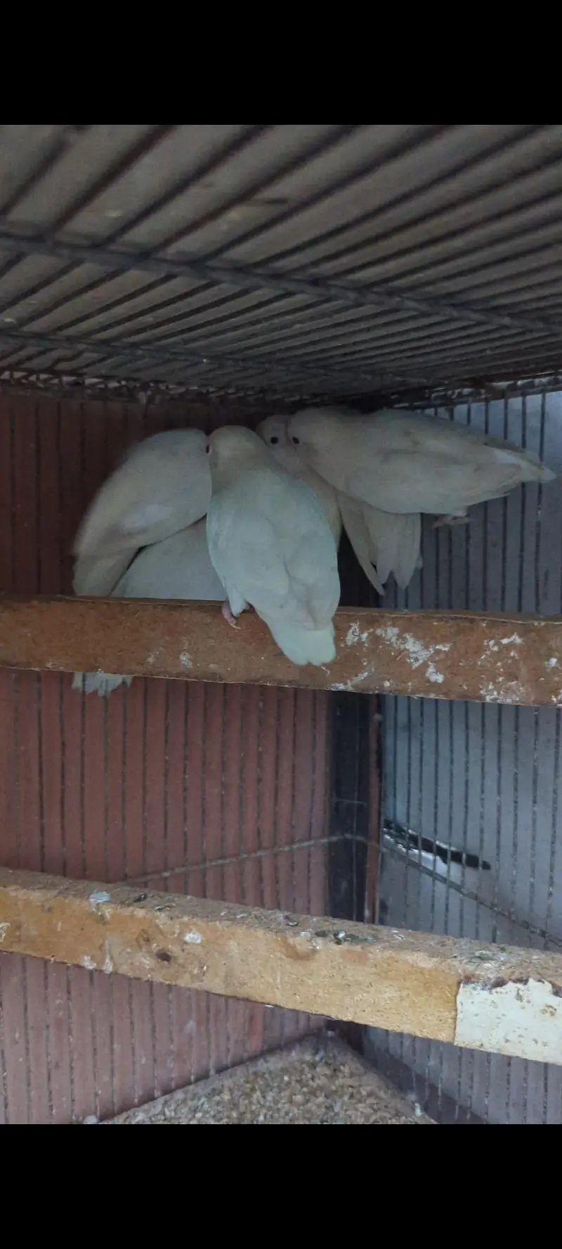 Albino love birds — photo 6