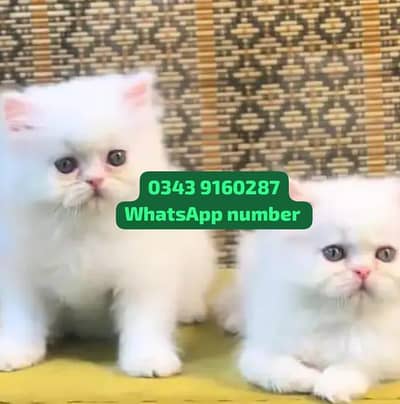 Persian female kitten for sale vaccinated
