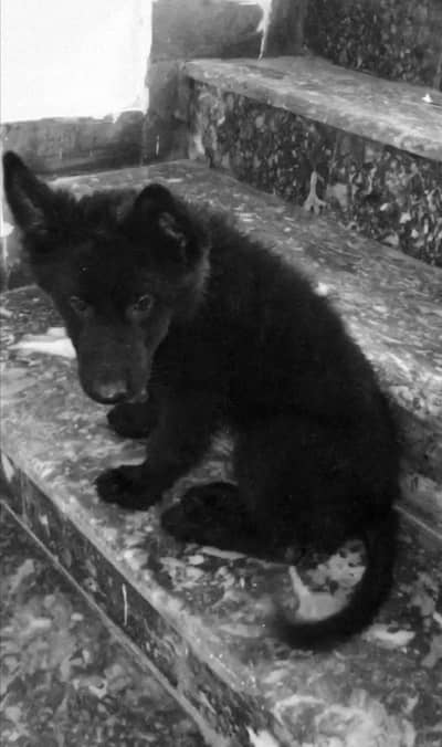 Black German Shepherd Contact 03135019423