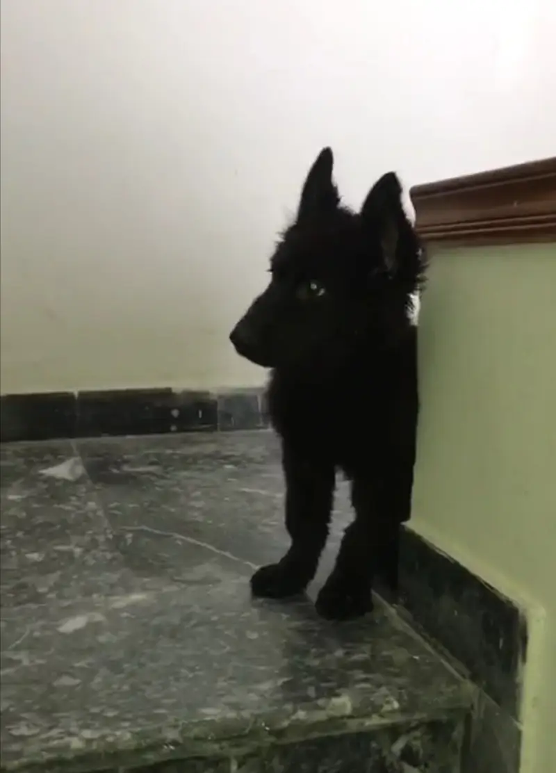 Black German Shepherd Contact 03135019423 — photo 2