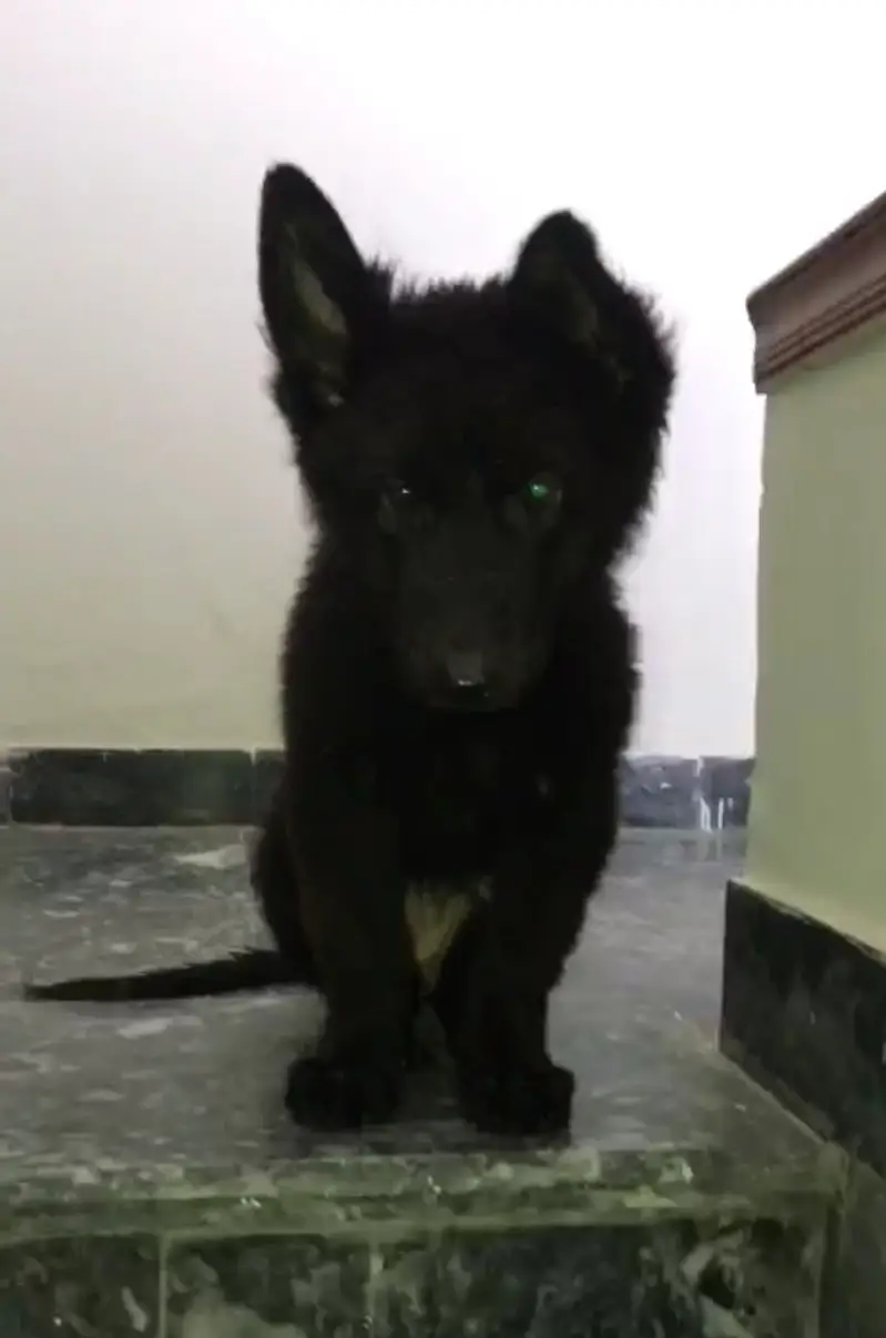 Black German Shepherd Contact 03135019423 — photo 3