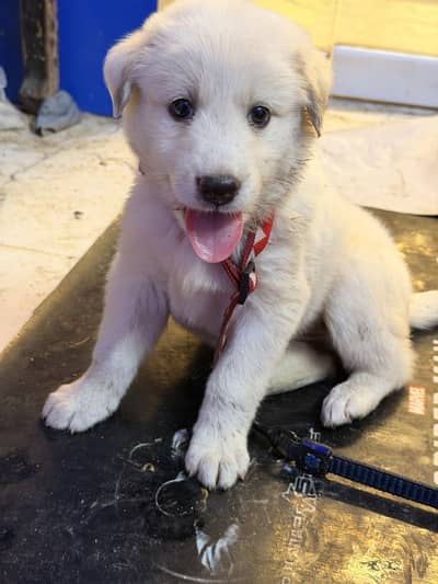 Golden retriever puppy