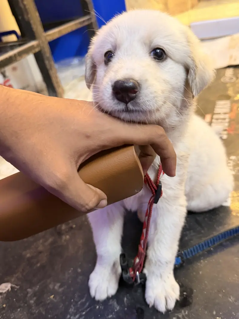 Golden retriever puppy — photo 2