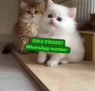 ( Persian Female Kitten ) For sale ( vaccinated )