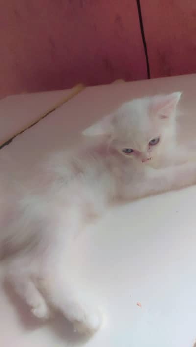 Persian kitten blue eyes