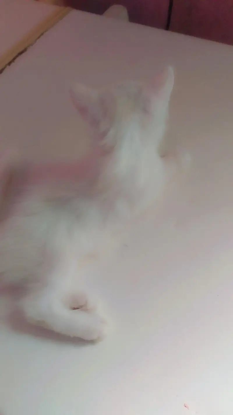 Persian kitten blue eyes — photo 2