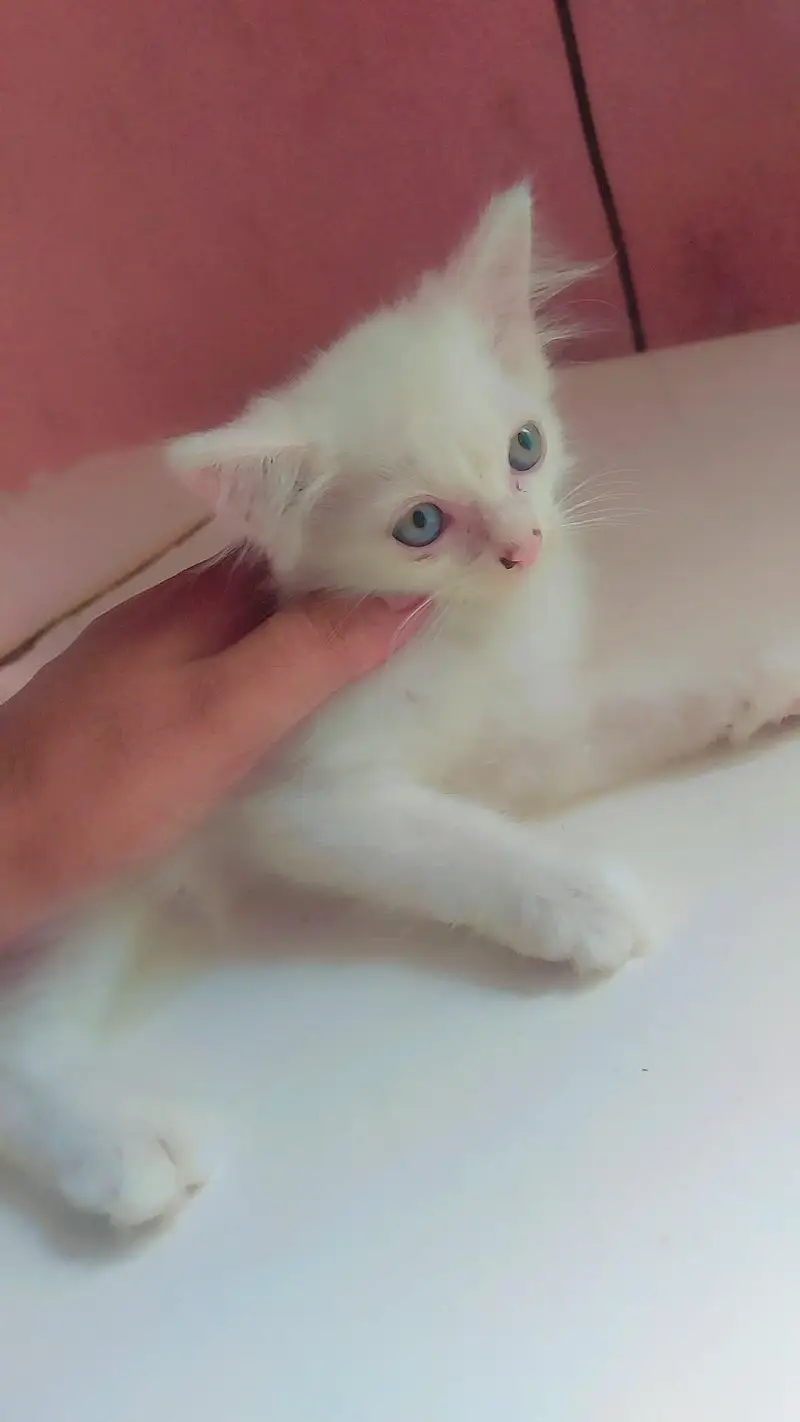 Persian kitten blue eyes — photo 3