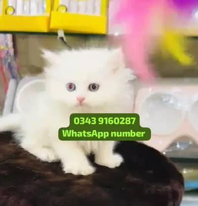 ( Persian Female Kitten ) For sale ( vaccinated )