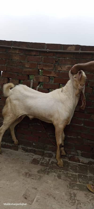 Breader bakra