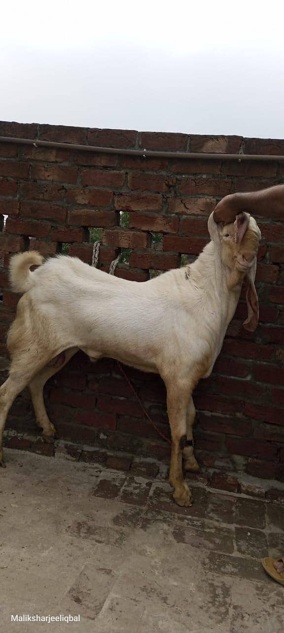 Breader bakra 0