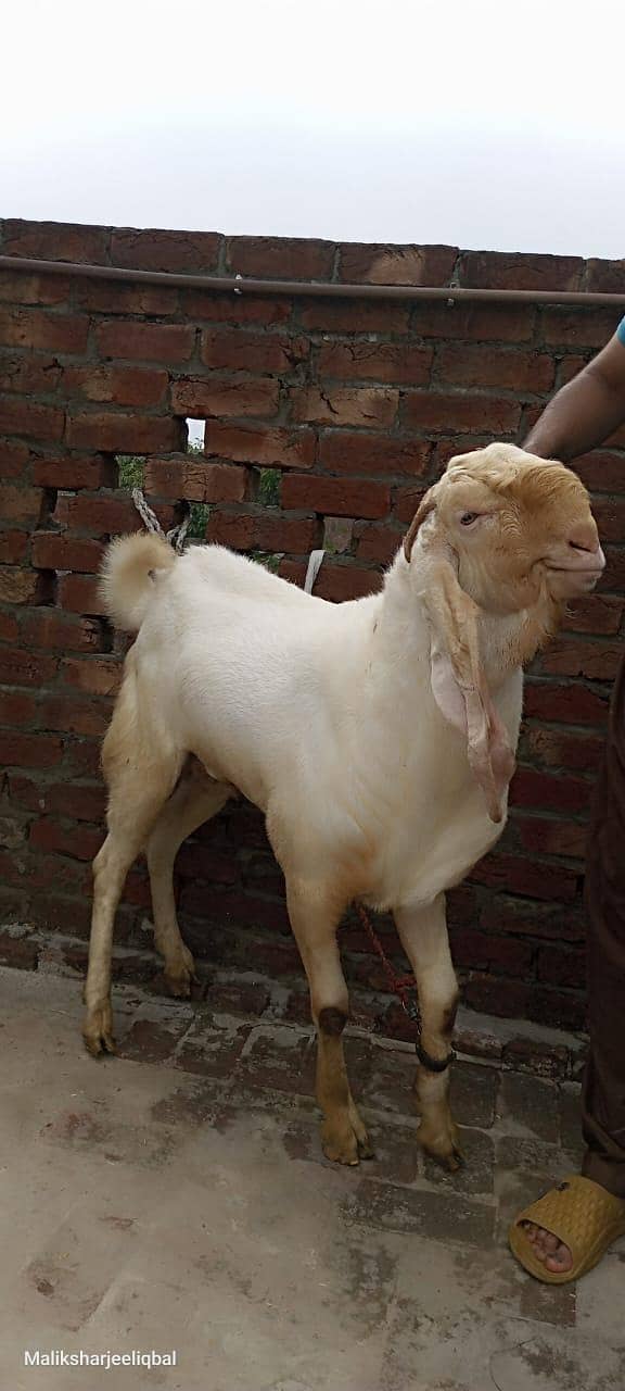 Breader bakra 2