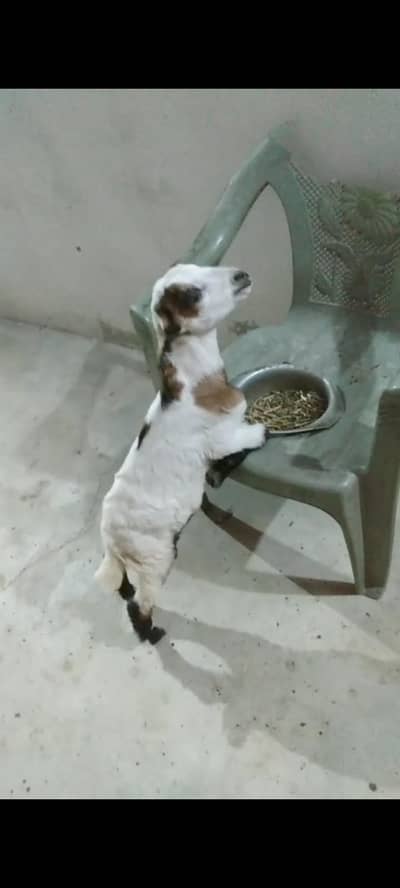 taddy goat
