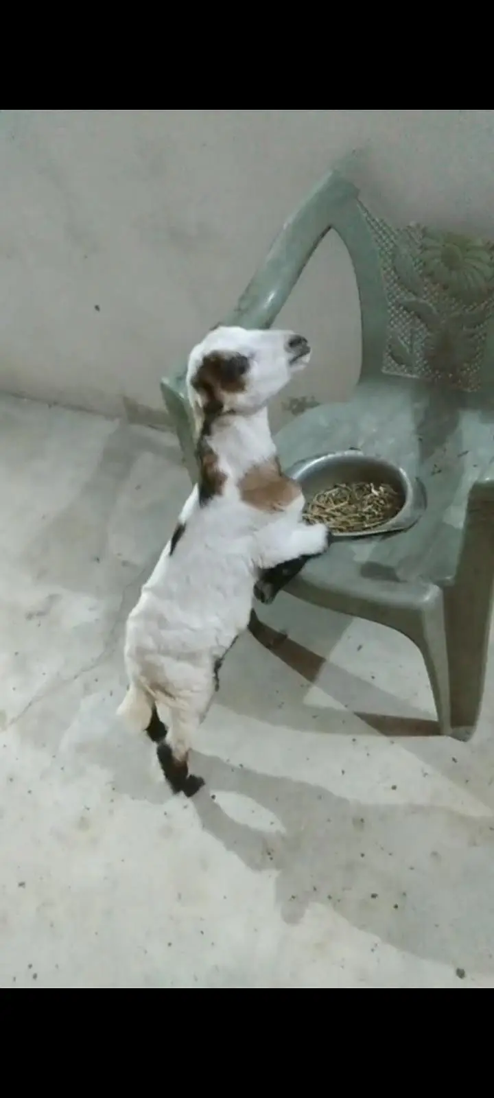 taddy goat