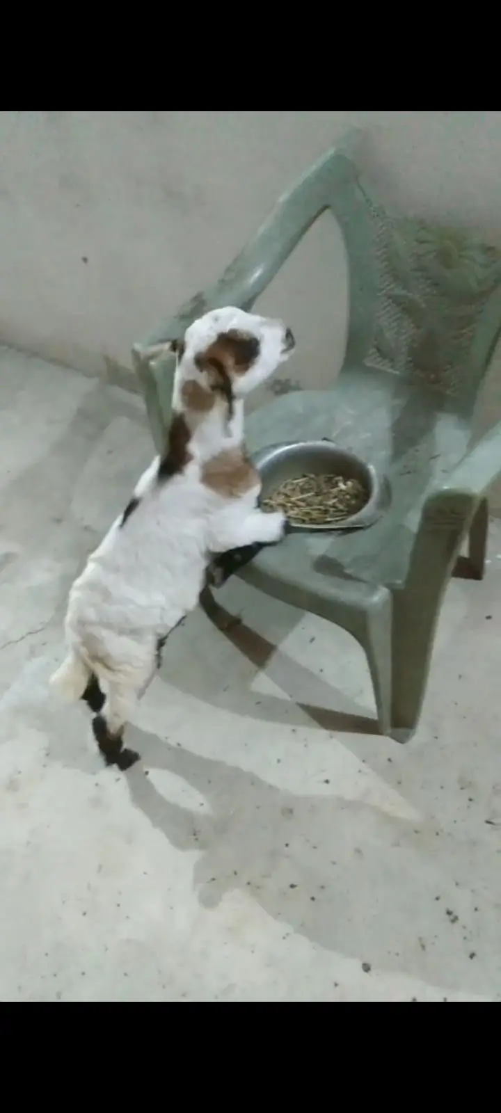 taddy goat — photo 2