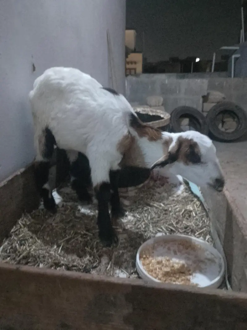 taddy goat — photo 3