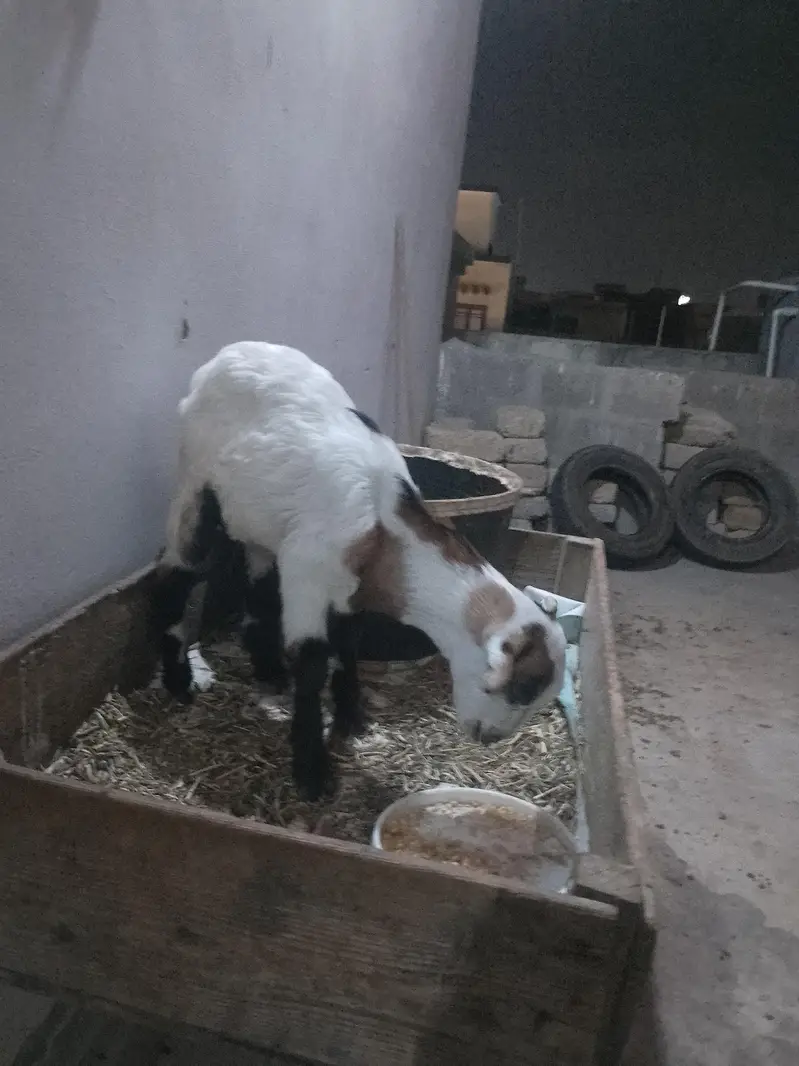 taddy goat — photo 4