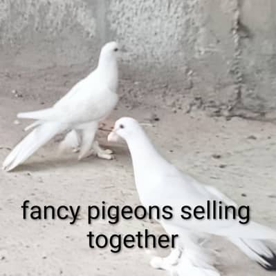 sherazi pigeons