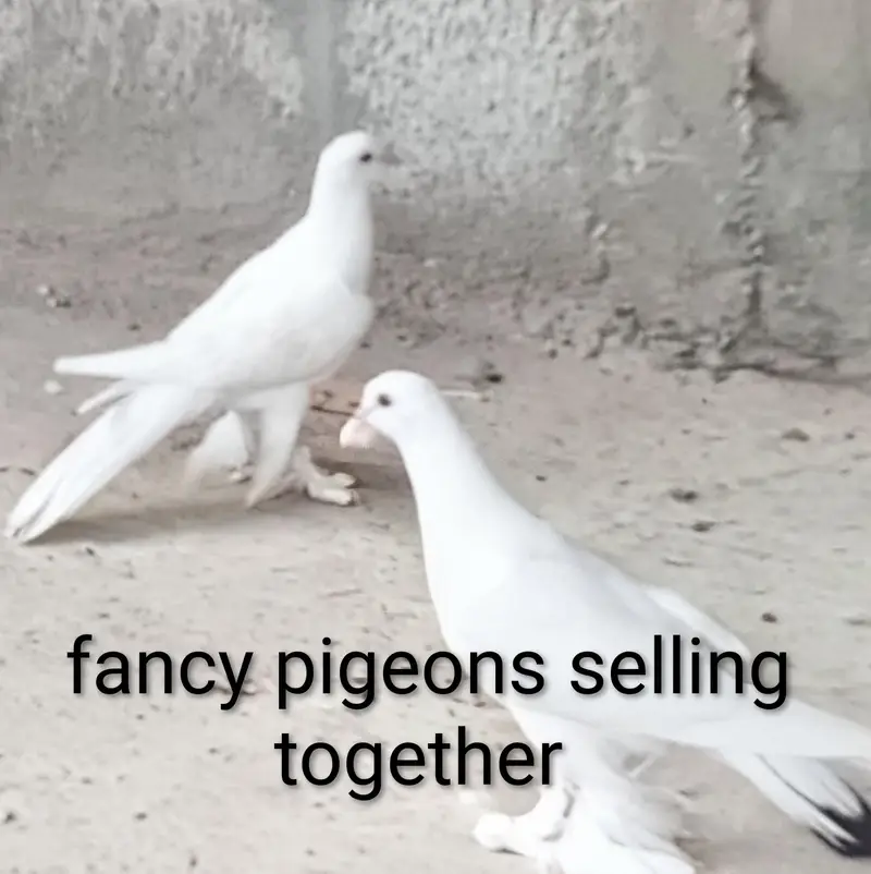 sherazi pigeons