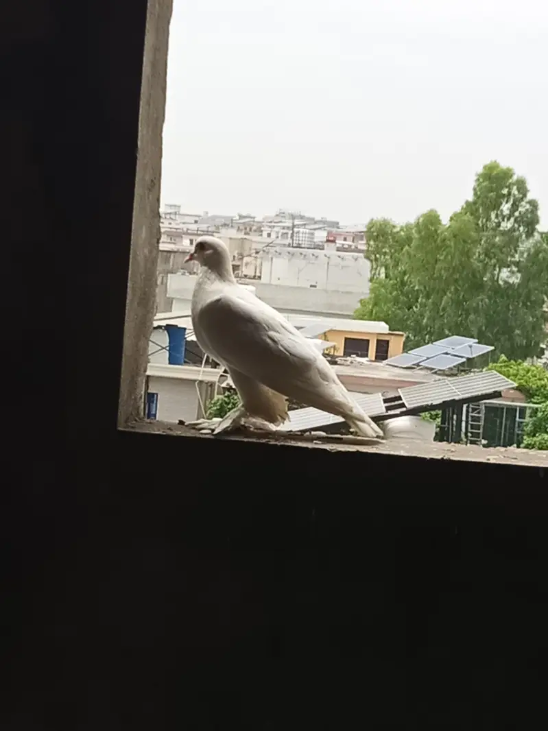 sherazi pigeons — photo 2